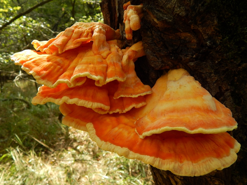 Laetiporus sulphureus?